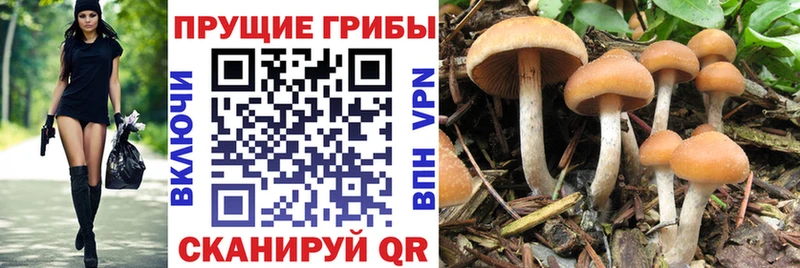 что такое   Мантурово  Псилоцибиновые грибы мухоморы 